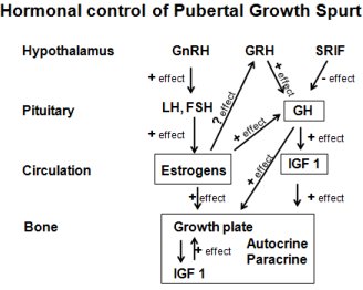 Number of Hormones Play Part in Growth Spurt  of Puberty