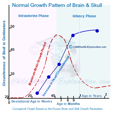 Prenatal and Infancy Brain Development