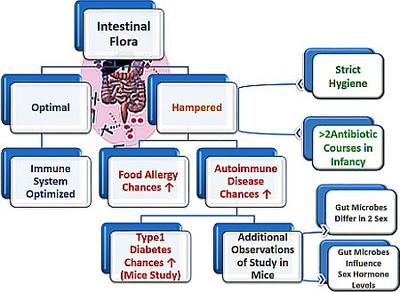 Preventive Role of Gut Flora in Autoimmune Diseases and Food Allergies 